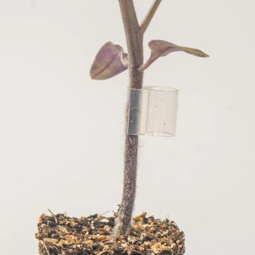 Top-Grafting Clips With Channel – 2.2 Mm -Garden Care Shop 07903 01 grafting clips