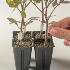 Top-Grafting Clips With Channel – 2.2 Mm 4 Top-Grafting Clips With Channel – 2.2 Mm -Garden Care Shop 07903 02 grafting clips