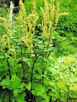 Essex Plant Supports 11 Essex Plant Supports -Garden Care Shop 37423 200 tif