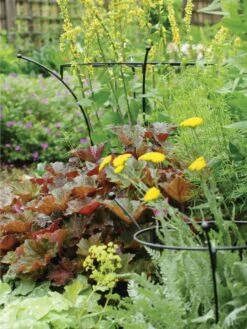 Essex Plant Supports 9 Essex Plant Supports -Garden Care Shop 37423 280 tif