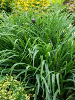 Jardin Bird Cage Support, 26" -Garden Care Shop 39 521 0073 tif