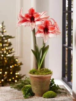 Premium Amaryllis Bulb -Garden Care Shop 39 733 Charisma 2021 08 tif