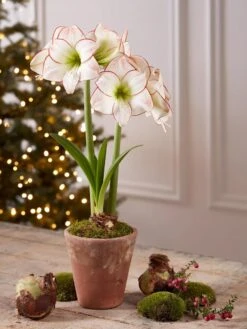 Premium Amaryllis Bulb -Garden Care Shop 39733 2020 2006 tif