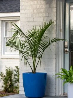 Viva Round Self-Watering Rolling Planter, 20" Diameter, Set Of 2 14 Viva Round Self-Watering Rolling Planter, 20" Diameter, Set Of 2 -Garden Care Shop 3 4 crop 8612933 0024 tif