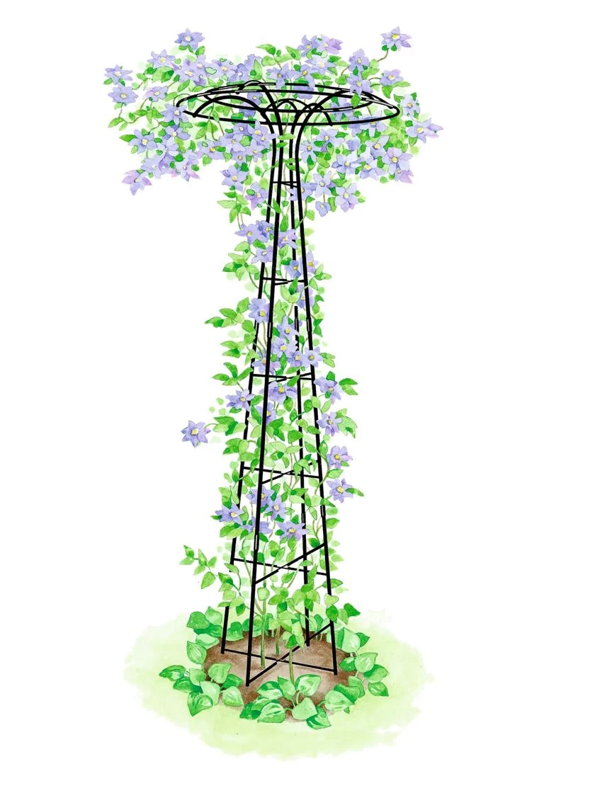 Essex Tuteur, 78" 1 Essex Tuteur, 78"