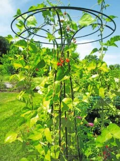 Essex Tuteur, 78" 10 Essex Tuteur, 78" -Garden Care Shop 8587861 100 tif