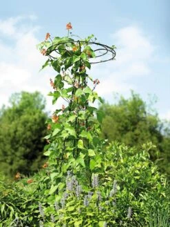 Essex Tuteur, 78" 9 Essex Tuteur, 78" -Garden Care Shop 8587861 4160 tif