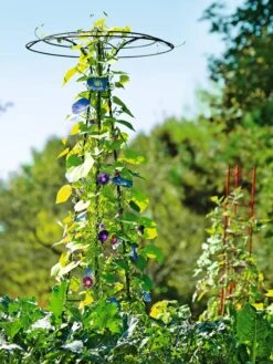 Essex Tuteur, 78" 11 Essex Tuteur, 78" -Garden Care Shop 8587861 5028 tif