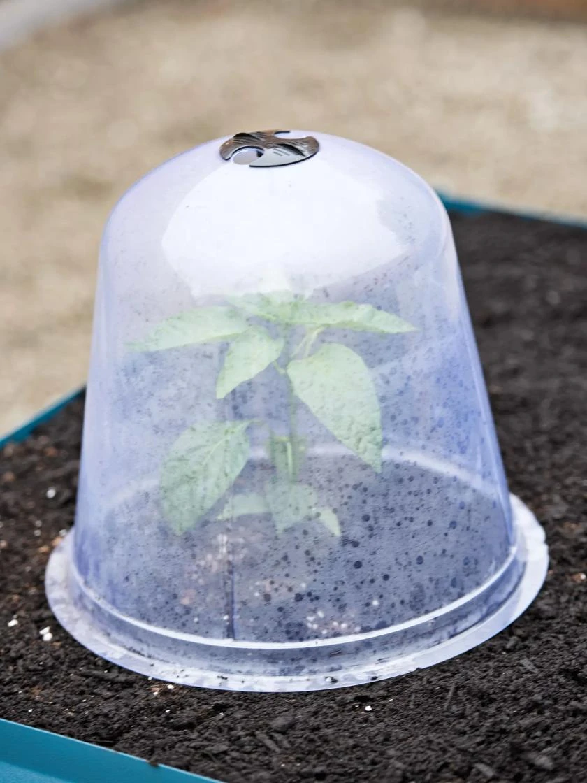 Large Garden Cloches, Set Of 3 1 Large Garden Cloches, Set Of 3