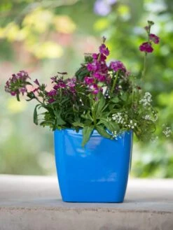 Viva Square Self-Watering Planter, 7" Diameter -Garden Care Shop 8595223 1113 tif