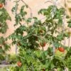 Gardener's Vertex Lifetime Tomato Cage
