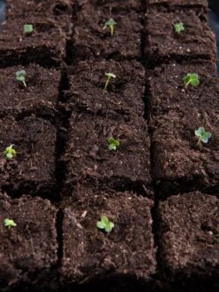 Vermont Compost Company Fort Vee™ Potting Mix, 20 Quarts -Garden Care Shop 8599281 5930