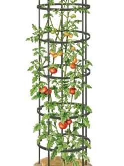 Titan Tall Tomato Cages, Set Of 3 -Garden Care Shop 8599860 0002 art tif