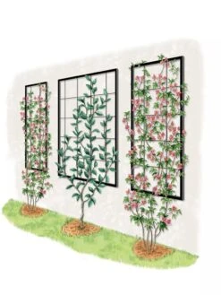 Exeter Wall Trellis -Garden Care Shop 8600049 50 0001 art tif