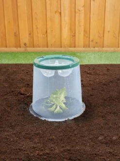 Sunny Forcing Cloches, Set Of 3 11 Sunny Forcing Cloches, Set Of 3 -Garden Care Shop 8600075 02V tif