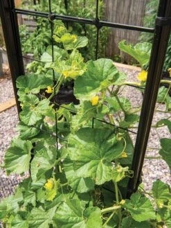 Gardener’s Victory Self-Watering Planter With Vine Trellis 20 Gardener’s Victory Self-Watering Planter With Vine Trellis -Garden Care Shop 8600176 6853