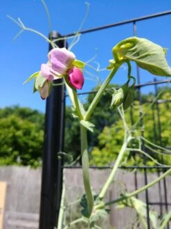 Gardener’s Victory Self-Watering Planter With Vine Trellis 21 Gardener’s Victory Self-Watering Planter With Vine Trellis -Garden Care Shop 8600177 6588 tif