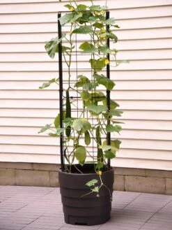 Gardener’s Victory Self-Watering Planter With Vine Trellis 18 Gardener’s Victory Self-Watering Planter With Vine Trellis -Garden Care Shop 8600177 9876 tif