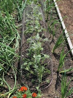 Chicken Wire Row Cloche Expandable Extra Large 3N1 -Garden Care Shop 8609412 5903 tif