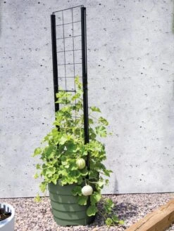Gardener’s Victory Self-Watering Planter With Vine Trellis 13 Gardener’s Victory Self-Watering Planter With Vine Trellis -Garden Care Shop 8610238 15487 tif