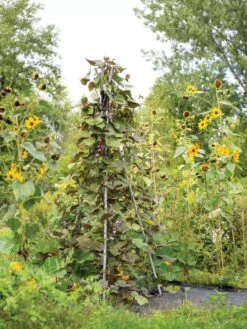 DIY Connector For Teepee Trellis -Garden Care Shop 8611896 062 tif