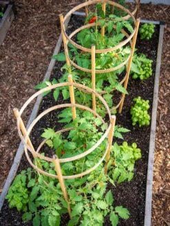 Bamboo Tomato Cages, Set Of 3 11 Bamboo Tomato Cages, Set Of 3 -Garden Care Shop 8613426 6916