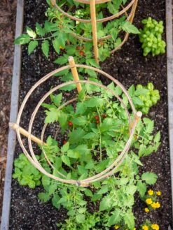 Bamboo Tomato Cages, Set Of 3 12 Bamboo Tomato Cages, Set Of 3 -Garden Care Shop 8613426 6921