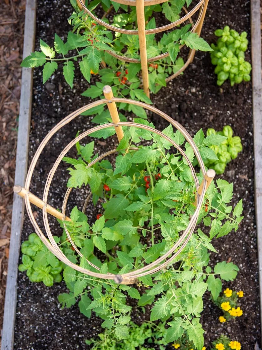 Bamboo Tomato Cages, Set Of 3 4 Bamboo Tomato Cages, Set Of 3 - Image 4