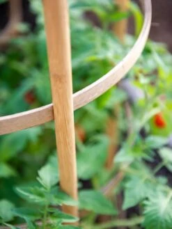 Bamboo Tomato Cages, Set Of 3 14 Bamboo Tomato Cages, Set Of 3 -Garden Care Shop 8613426 6924