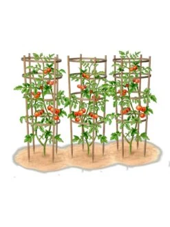 Bamboo Tomato Cages, Set Of 3 16 Bamboo Tomato Cages, Set Of 3 -Garden Care Shop 8613426 art