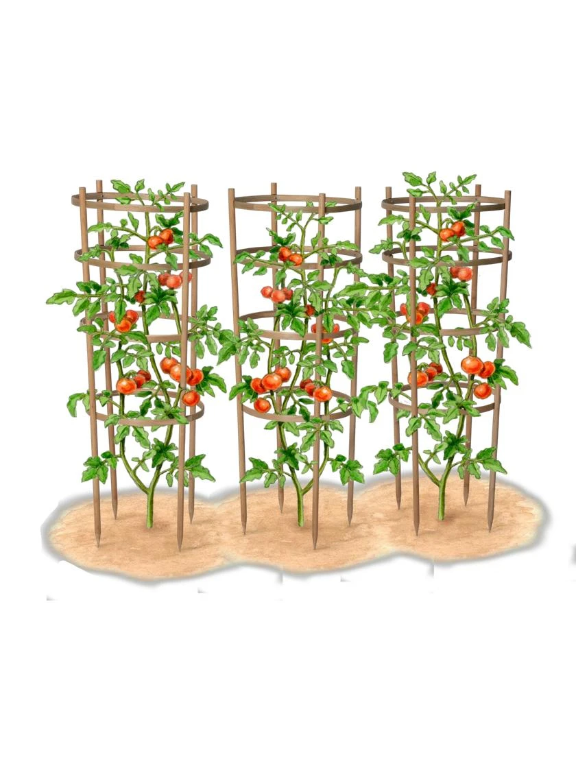 Bamboo Tomato Cages, Set Of 3 8 Bamboo Tomato Cages, Set Of 3 - Image 8