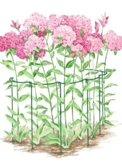 Garden Care Shop -Garden Care Shop GS35241 02S tif