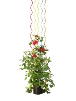 Rainbow Spiral Supports, Set Of 5 13 Rainbow Spiral Supports, Set Of 5 -Garden Care Shop GS36377 03S tif